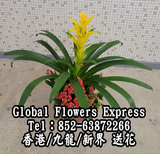 植物盆栽/黃玉星鳳梨 /家居校園office場地佈置盆栽 / 仙子蘭 /長壽花 / 香港九龍新界送花服務 P11